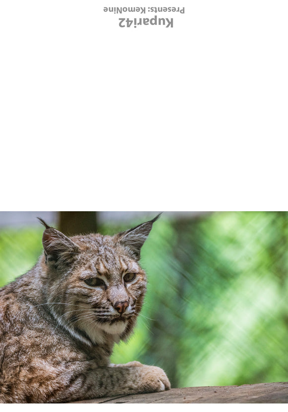 Bobcat greeting card