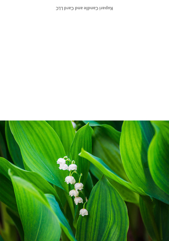 Lily of the valley greeting card