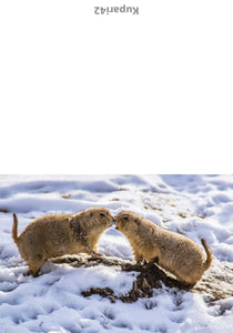 Prairie dog kisses