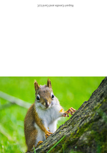 Squirrel Greeting Card