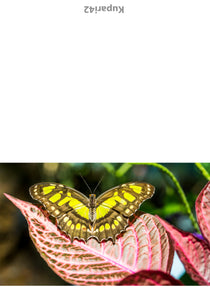 Butterfly on fern