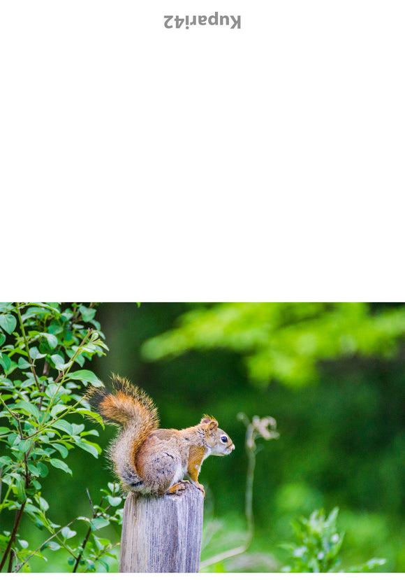 Squirrel on Fence Post Greeting Card - Blank Inside