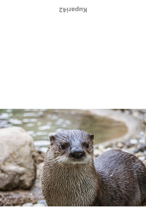 Otter Greeting Card - Blank Inside