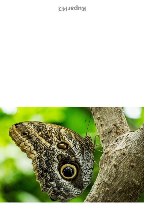 Butterfly Greeting Card - Blank Inside