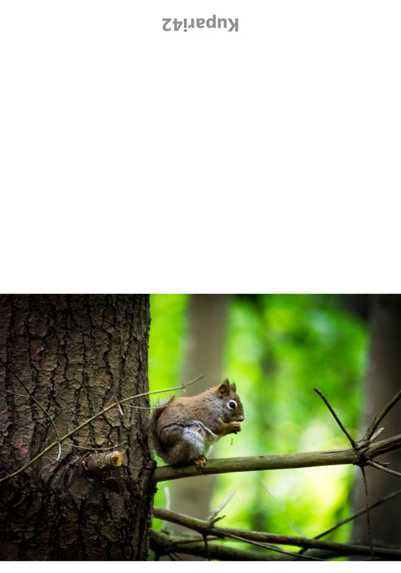 Squirrel in Tree Greeting Card - Blank Inside