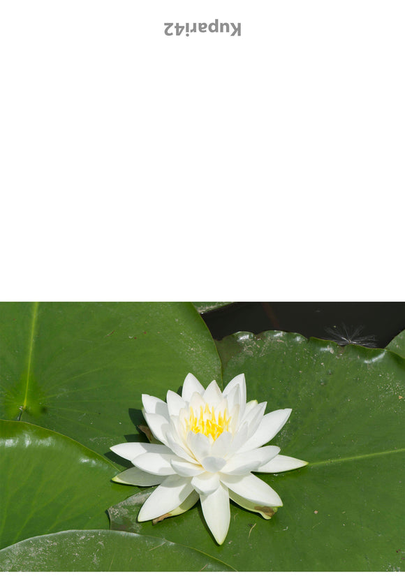Lily Pad Greeting Card - Blank Inside